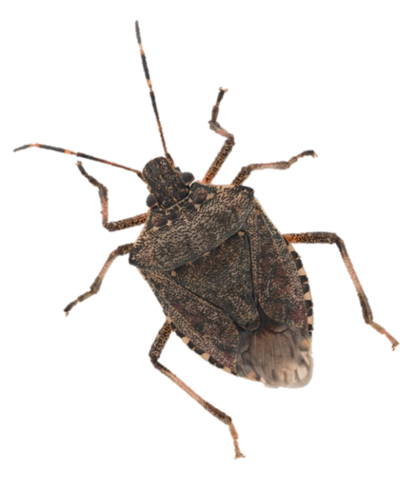 Brown Marmorated Stink Bug Season 2021-2022 | BMSB